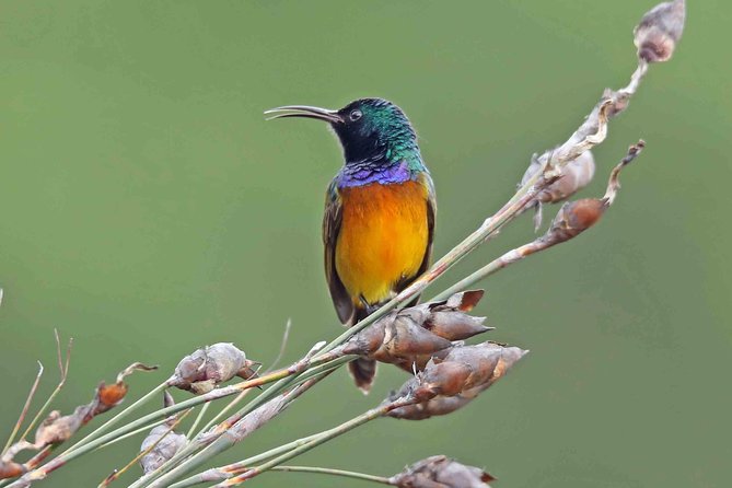 Birdwatching in Cape Town - Why this Cape Town birding tour works