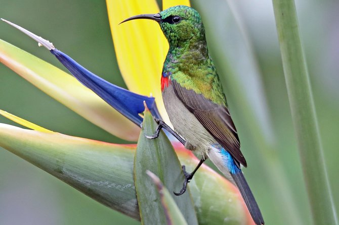 Birdwatching in Cape Town - What Alfie adds to the morning