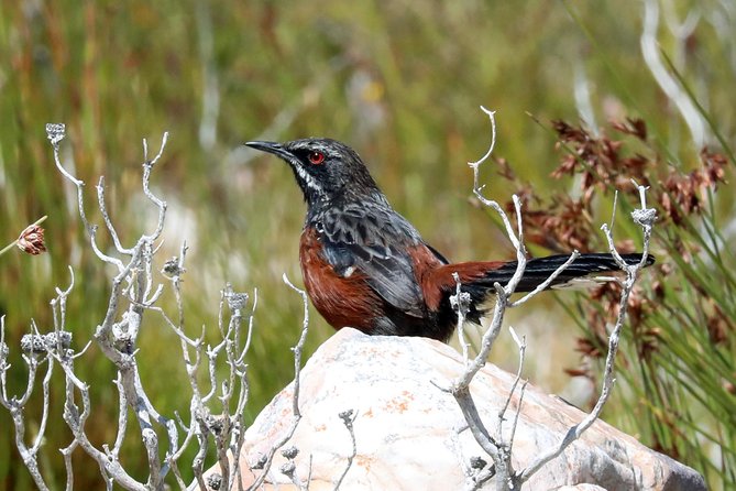 Birdwatching in Cape Town - A lunch break before the wetland stop