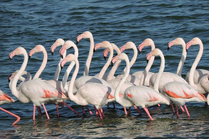 Birdwatching in Cape Town - Strandfontein Sewage Works and its bird count