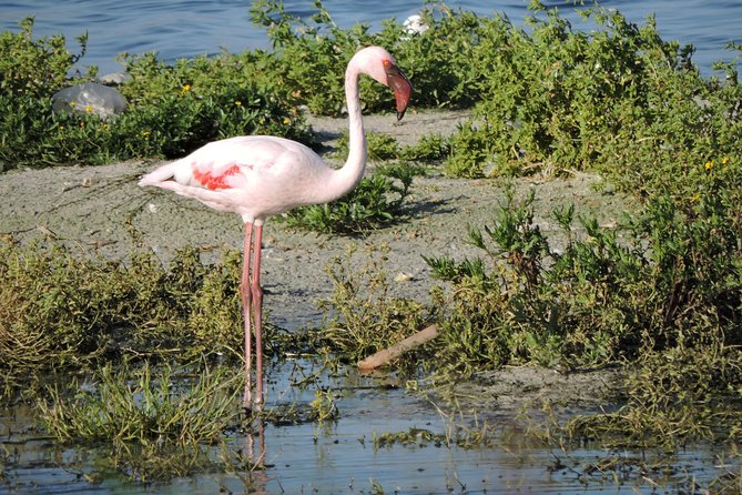 Birdwatching in Cape Town - Weather, comfort, and the pace of the day