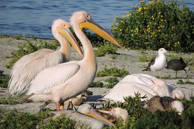 Birdwatching in Cape Town - Who should book this experience