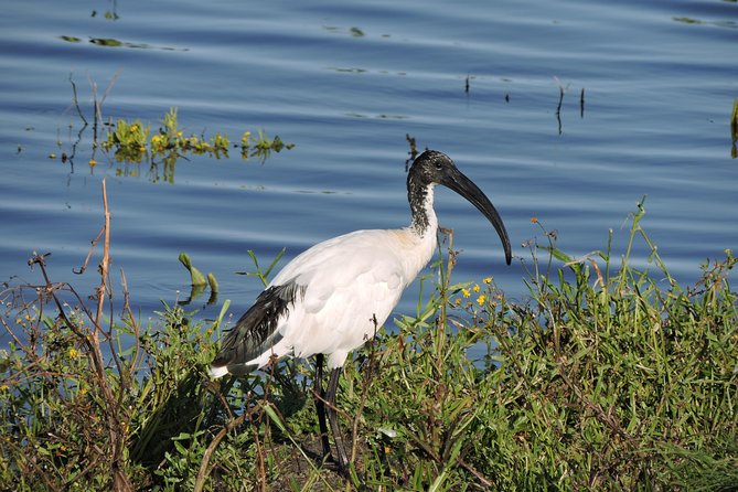 Birdwatching in Cape Town - Practical value at $115.43 per person