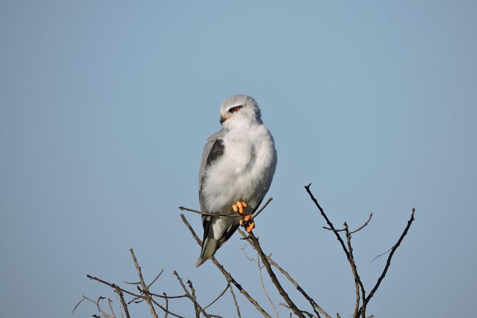 Birdwatching in Cape Town - Starting at Kirstenbosch at 8:00 am