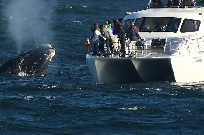 Boat Based Whale Watching from Hermanus - Key points before you book