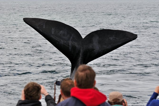 Boat Based Whale Watching from Hermanus - Leaving Hermanus New Harbour for the bay