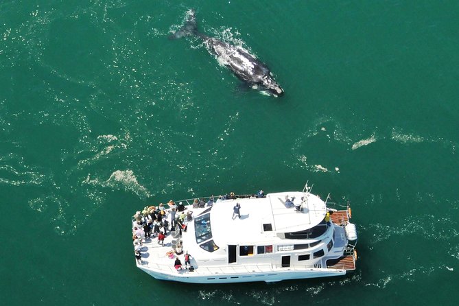 Boat Based Whale Watching from Hermanus - Watching southern right whales up close