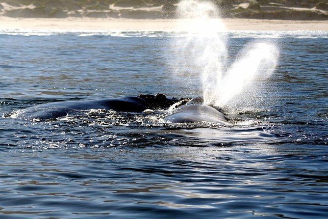 Boat Based Whale Watching from Hermanus - Humpback, Bryde’s whales, dolphins, and seals