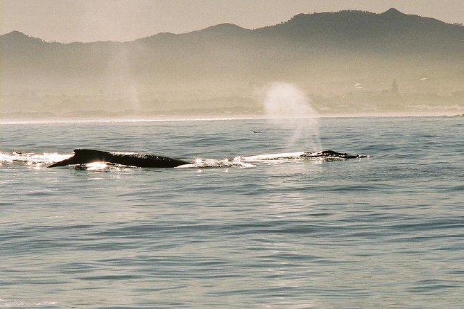 Boat Based Whale Watching from Hermanus - When season and weather change the outcome