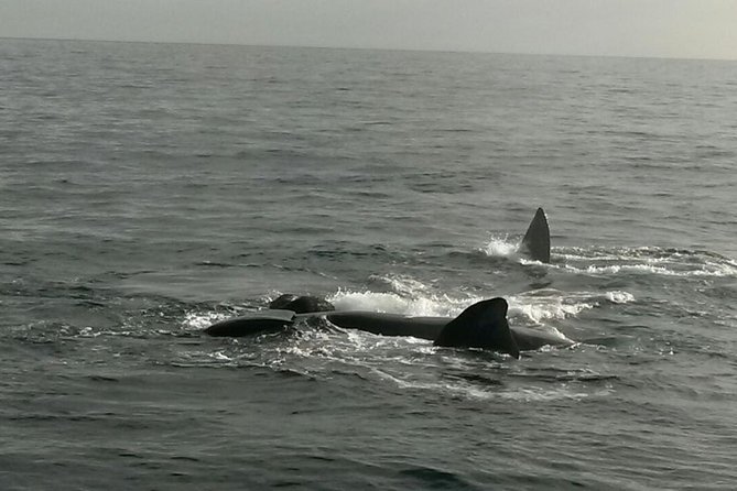 Boat Based Whale Watching from Hermanus - What the price includes at $91.45