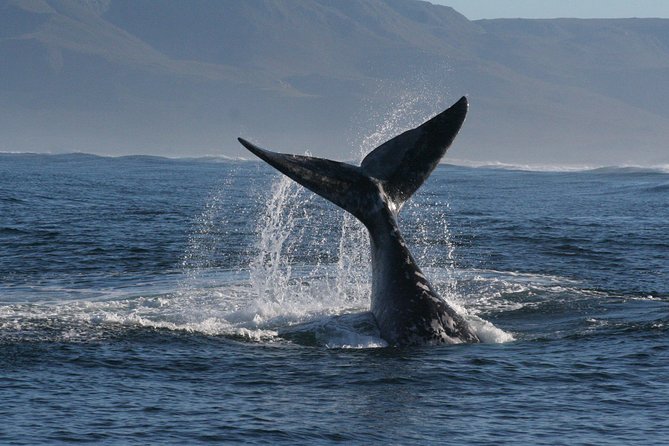Boat Based Whale Watching from Hermanus - Planning your clothing and arrival