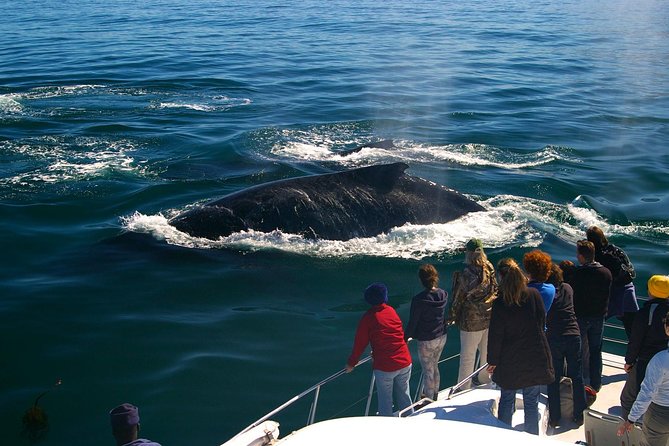 Boat Based Whale Watching from Hermanus - The 6:30 am start and transfer from Cape Town