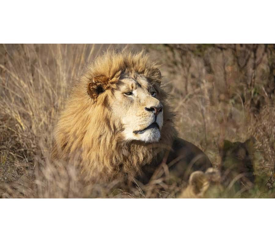 Bothongo Rhino and Lion Nature Reserve Self Drive - A self-drive safari at a family-friendly price