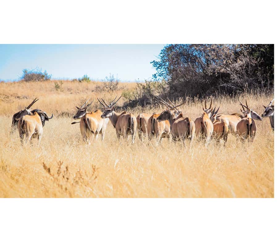 Bothongo Rhino and Lion Nature Reserve Self Drive - What the dirt-road drive is really like