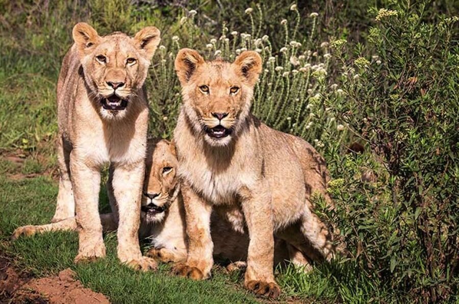 Botlierskop Private Game Reserve: 3.5-Hour Sunset Game Drive - Key points to know before you book