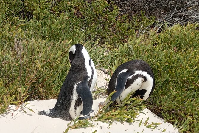 Boulders Beach Penguins and Seal Island Boat Trip Half Day Tour - Chapman’s Peak Drive and the photo stop