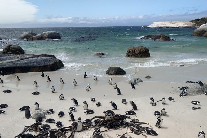 Boulders Beach Penguins and Seal Island Boat Trip Half Day Tour - Guides, driving, and the human side of the tour