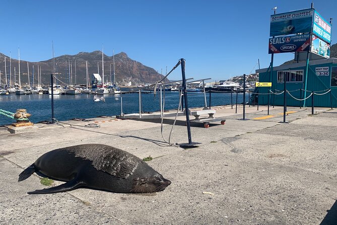 Boulders Beach Penguins and Seal Island Boat Trip Half Day Tour - Who will enjoy this tour most