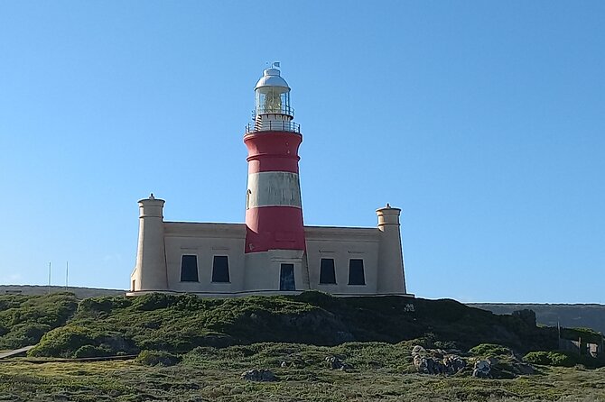 Cape Agulhas Full Day Private Tour - Stony Point penguins at Betty’s Bay