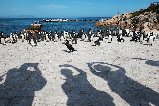 Cape Agulhas Full Day Private Tour from Cape Town - Practical planning for an 8:00 am start