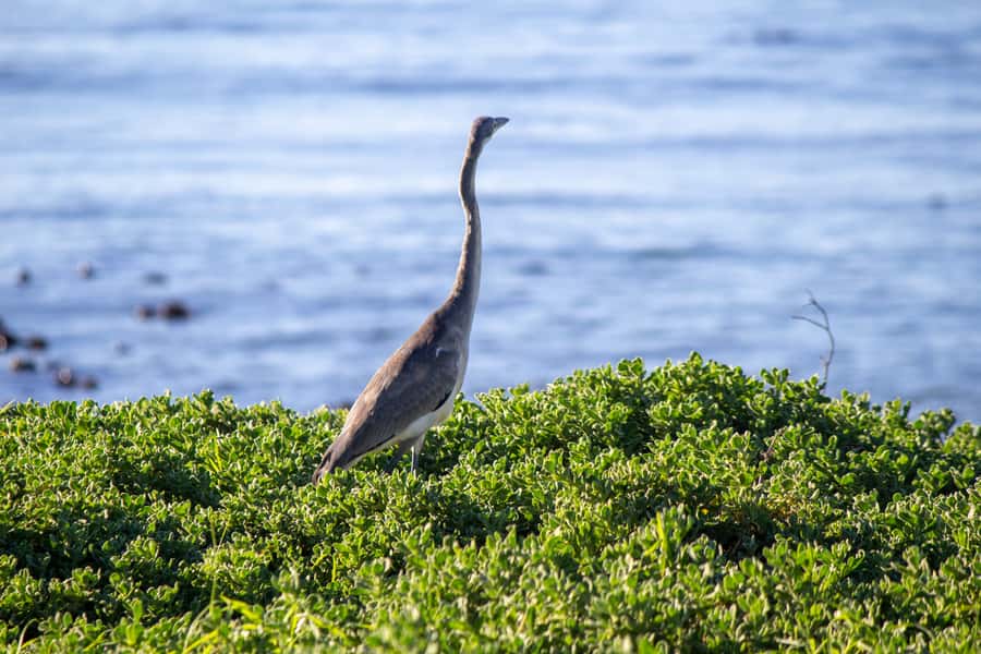 Cape Agulhas, Hermanus & Stoney point Penguins full Day Tour - What the $224 price really covers