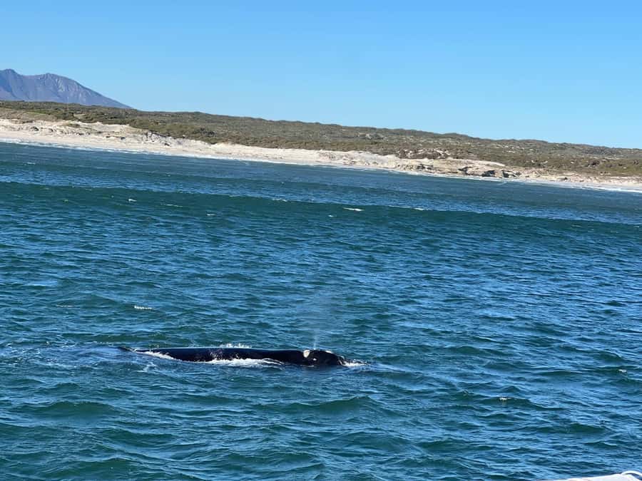 Cape Agulhas, Hermanus whales & Wine Tasting Day Trip - Five things to know before you go
