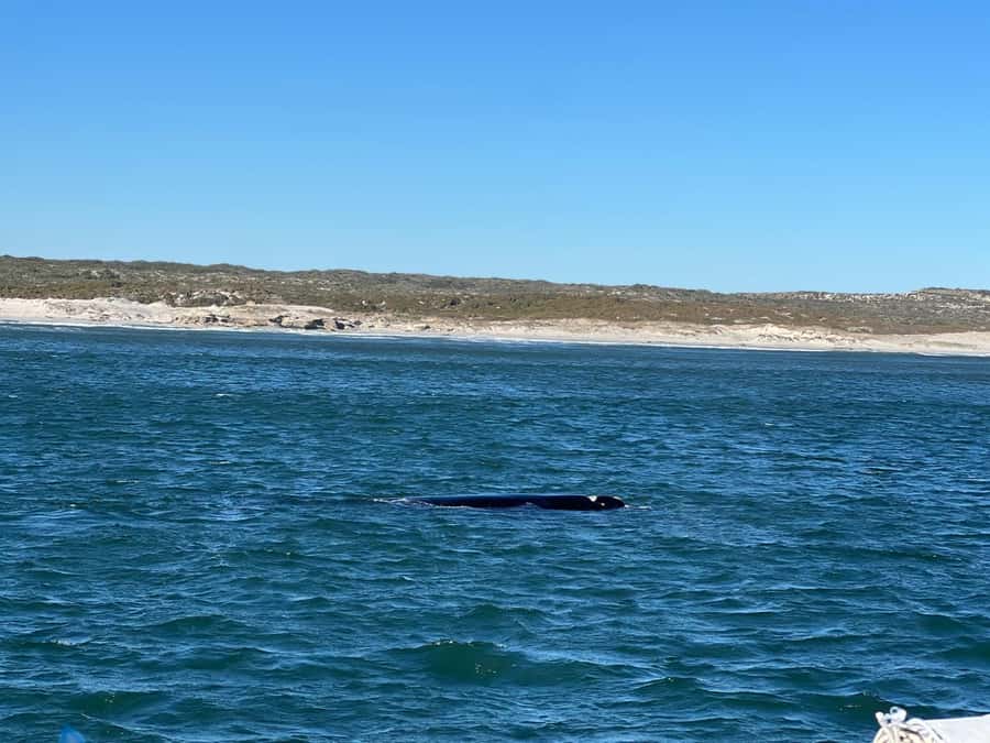 Cape Agulhas, Hermanus whales & Wine Tasting Day Trip - Why Cape Agulhas makes this day special