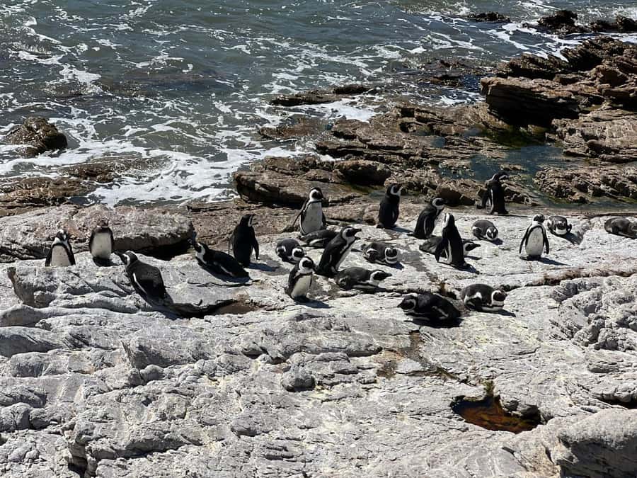 Cape Agulhas, Hermanus whales & Wine Tasting Day Trip - From Sir Lowry’s Pass to the Overberg
