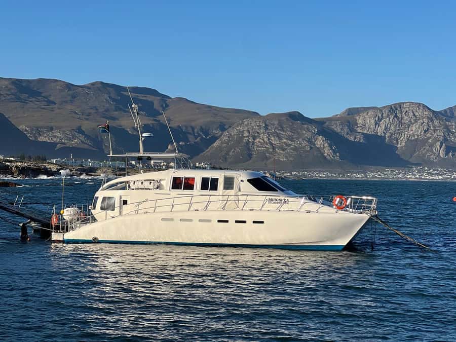 Cape Agulhas, Hermanus whales & Wine Tasting Day Trip - Penguins at Stony Point Nature Reserve
