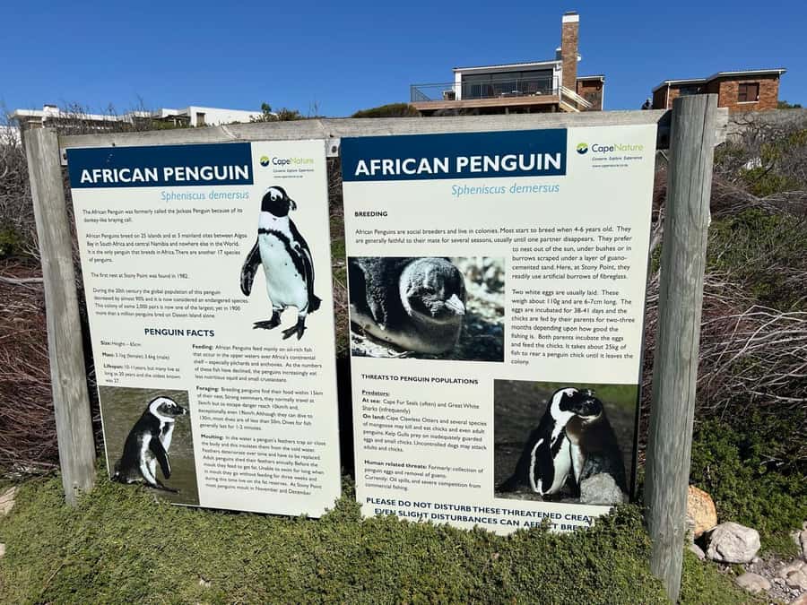 Cape Agulhas, Hermanus whales & Wine Tasting Day Trip - Hermanus and the chance of whales