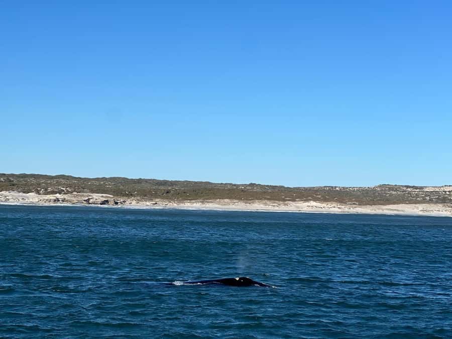 Cape Agulhas, Hermanus whales & Wine Tasting Day Trip - Stellenbosch wine and cheese at day’s end
