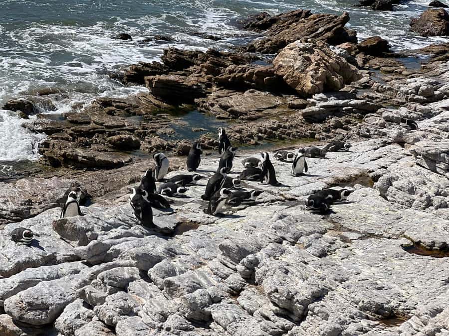 Cape Agulhas, Hermanus whales & Wine Tasting Day Trip - Is the $264 price good value?