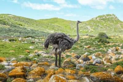 Cape of Good Hope and Boulders Beach Group Tour in Cape Town