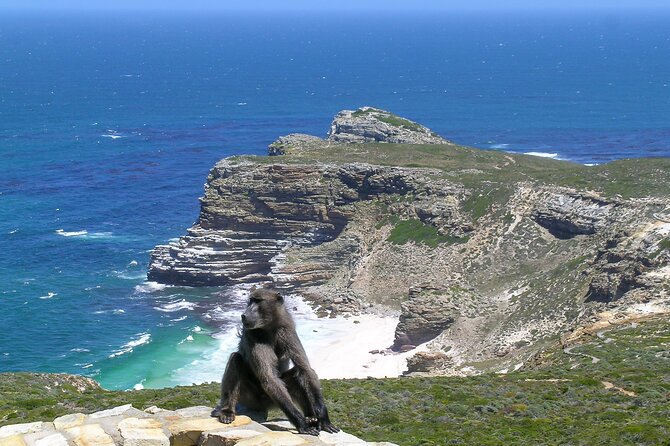 Cape of Good Hope and Boulders Beach Group Tour in Cape Town - Hout Bay and the optional Seal Island trip
