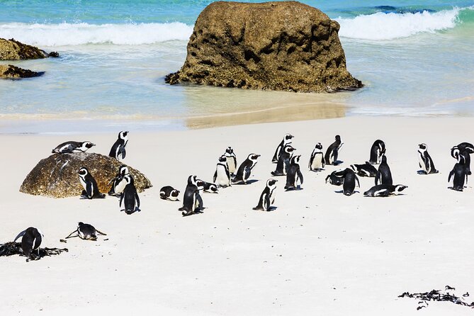 Cape of Good Hope and Boulders Beach Group Tour in Cape Town - Cape of Good Hope: open views and protected nature