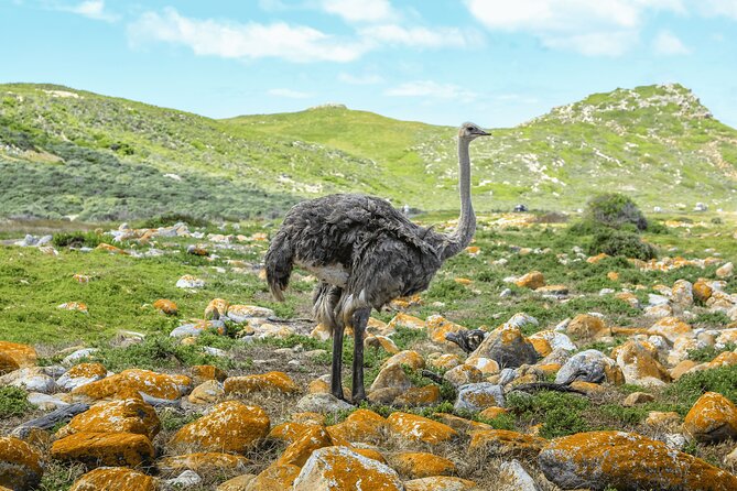 Cape of Good Hope and Boulders Beach Group Tour in Cape Town - Bo-Kaap: color and a short introduction