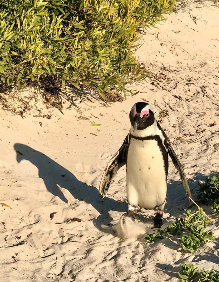 Cape of Good Hope and Penguins Full-Day Private Tour - Chapman’s Peak, where the road is part of the attraction