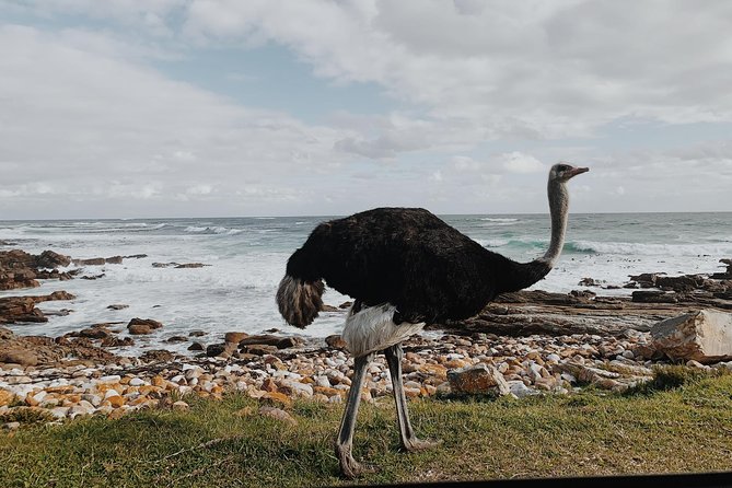 Cape Of Good Hope and Penguins Full Day Small Group Tour from Cape Town - Chapman’s Peak Drive and Noordhoek