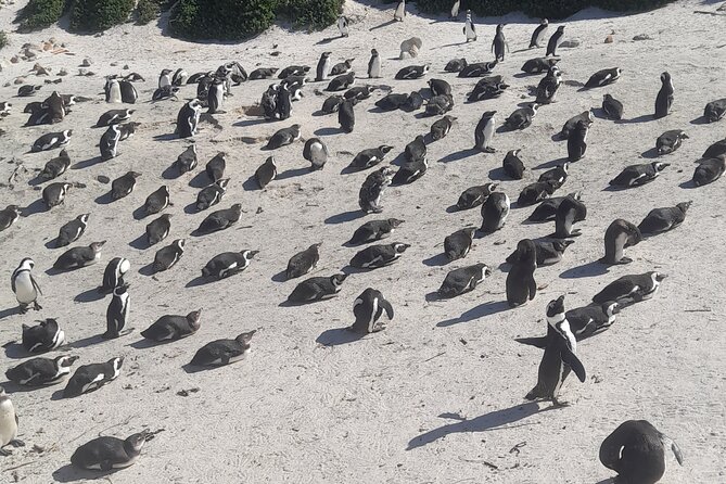 Cape of Good Hope and Penguins Full-Day Tour from Cape Town - The five things to know before booking