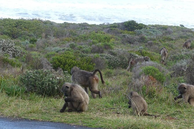 Cape of Good Hope and Penguins Full-Day Tour from Cape Town - Why this Cape Peninsula route works so well