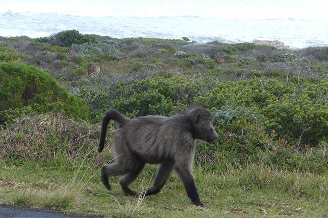 Cape of Good Hope and Penguins Full-Day Tour from Cape Town - Camps Bay shows Cape Town at its glossy best