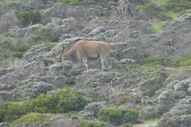 Cape of Good Hope and Penguins Full-Day Tour from Cape Town - Chapman’s Peak is the scenic star of the drive