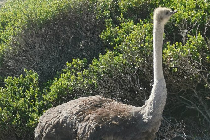 Cape of Good Hope and Penguins Full-Day Tour from Cape Town - Noordhoek Farm Village supplies a useful pause