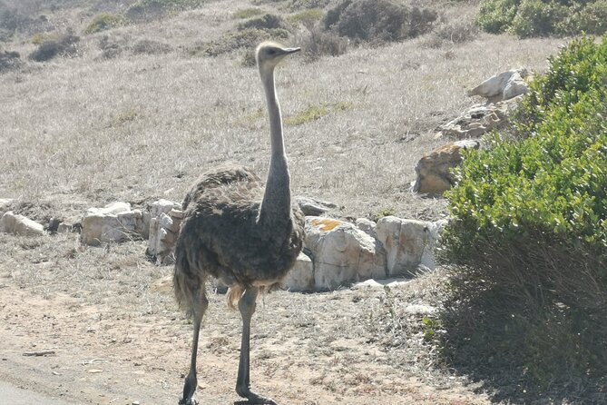 Cape of Good Hope and Penguins Full-Day Tour from Cape Town - Cape Point Nature Reserve brings the open ocean into view