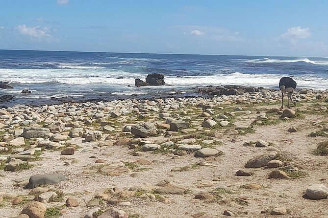 Cape of Good Hope and Penguins Full-Day Tour from Cape Town - Bo-Kaap begins the morning with color and culture