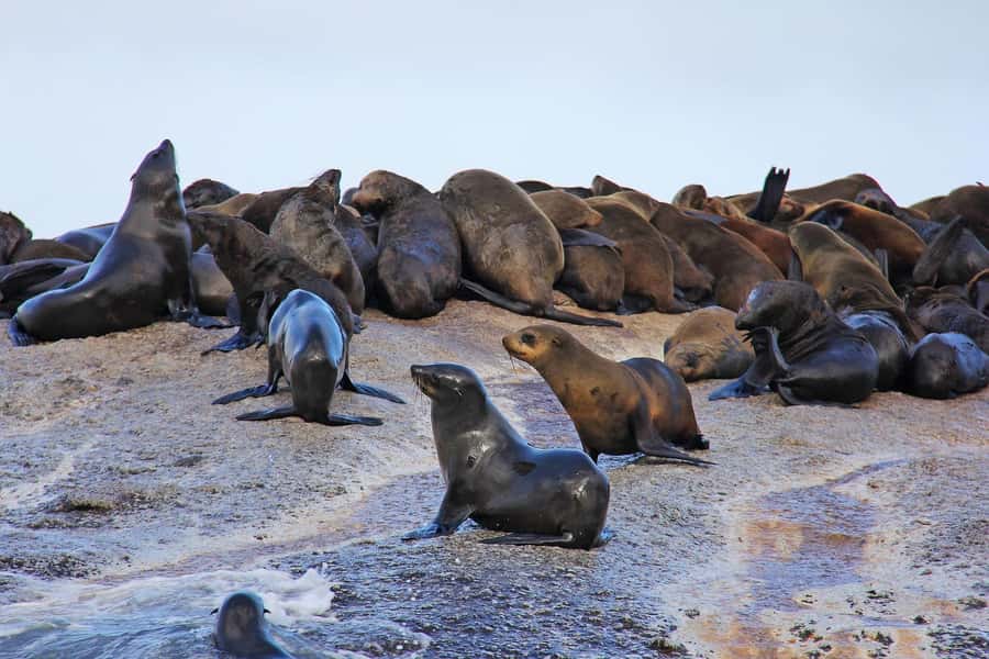 Cape of Good Hope and Penguins Private Tour with Entry Fees - Chapmans Peak Drive and the coast beyond