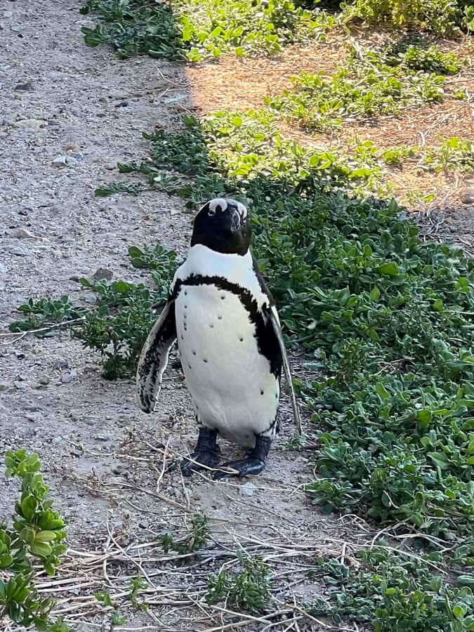 Cape of Good Hope and Penguins Private Tour with Entry Fees - Cape Point and the lighthouse choice
