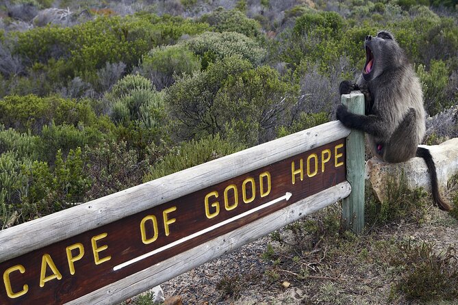 Cape of Good Hope & Boulder Penguins Full-Day Tour from Cape Town - Camps Bay and Hout Bay set the coastal mood