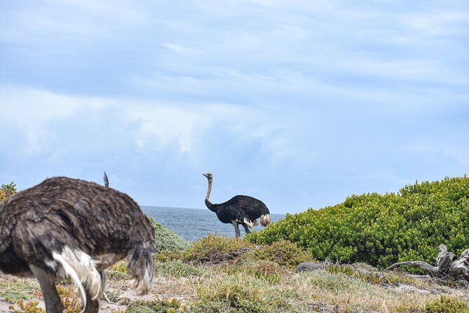 Cape of Good Hope & Boulder Penguins Full-Day Tour from Cape Town - Cape Point gives you the day’s best choice