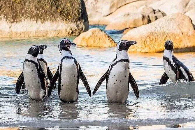 Cape of Good Hope, Cape Point, Penguins & Bo Kaap Full-Day Tour - Chapman’s Peak is the scenic centerpiece